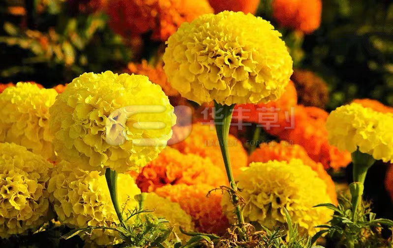 萬(wàn)壽菊