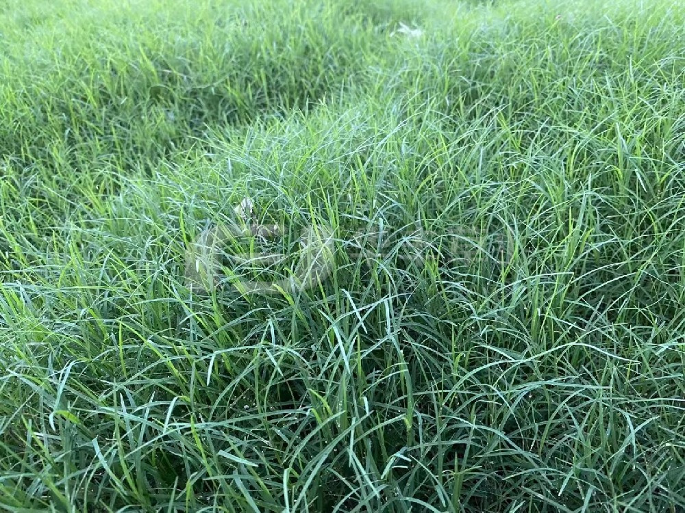 草坪建植的方法主要分為哪兩種？