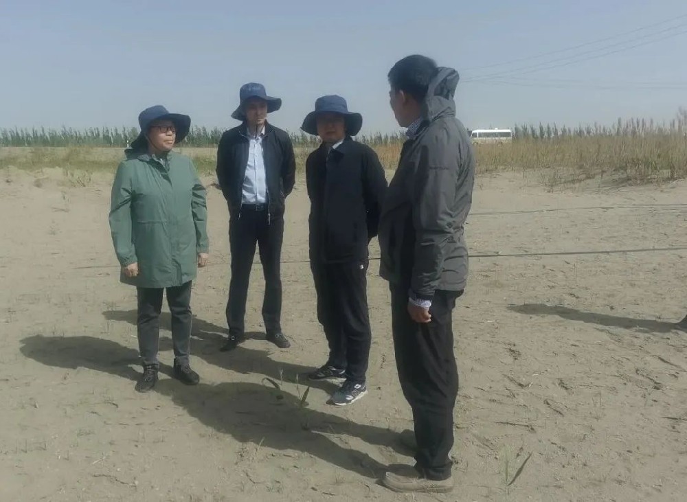 中國(guó)科學(xué)院曹曉風(fēng)院士五一期間，不辭辛苦，親臨指導(dǎo)“田菁”在沙漠鹽堿地種植